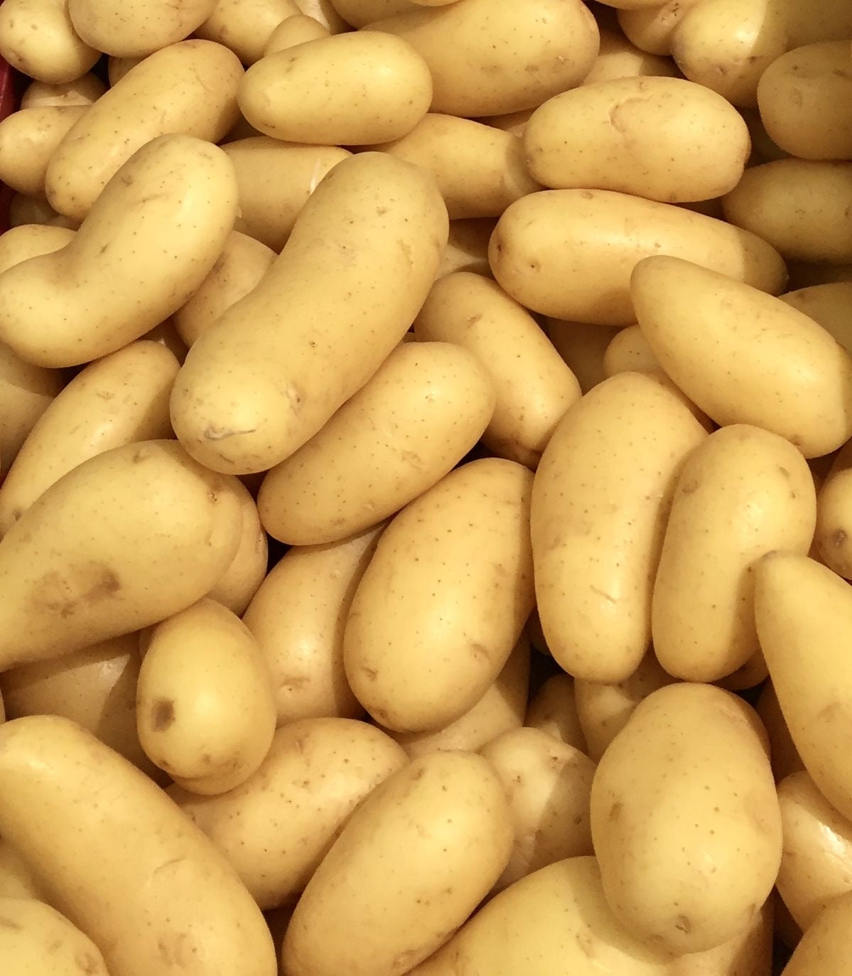 Pomme de terre bio