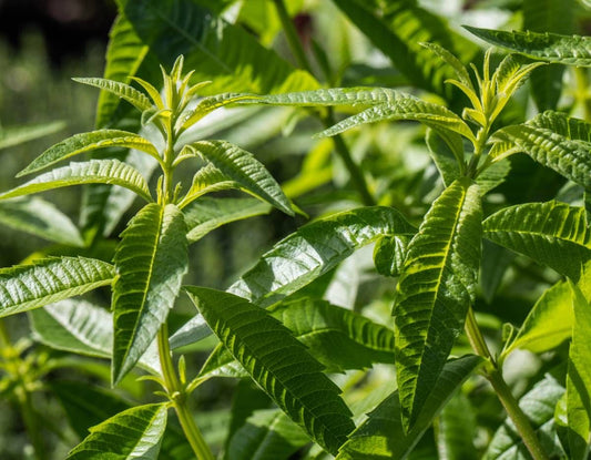 Verveine citronnée 100g
